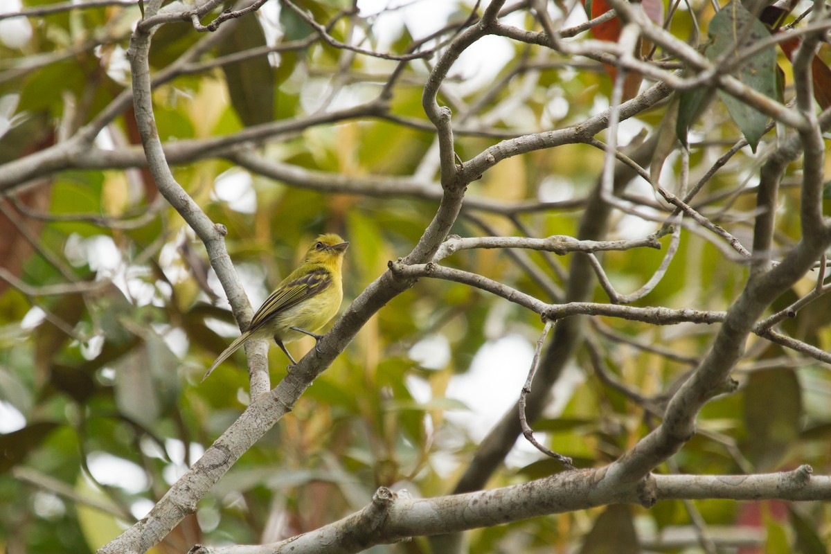 Tyranneau à poitrine jaune - ML222981581