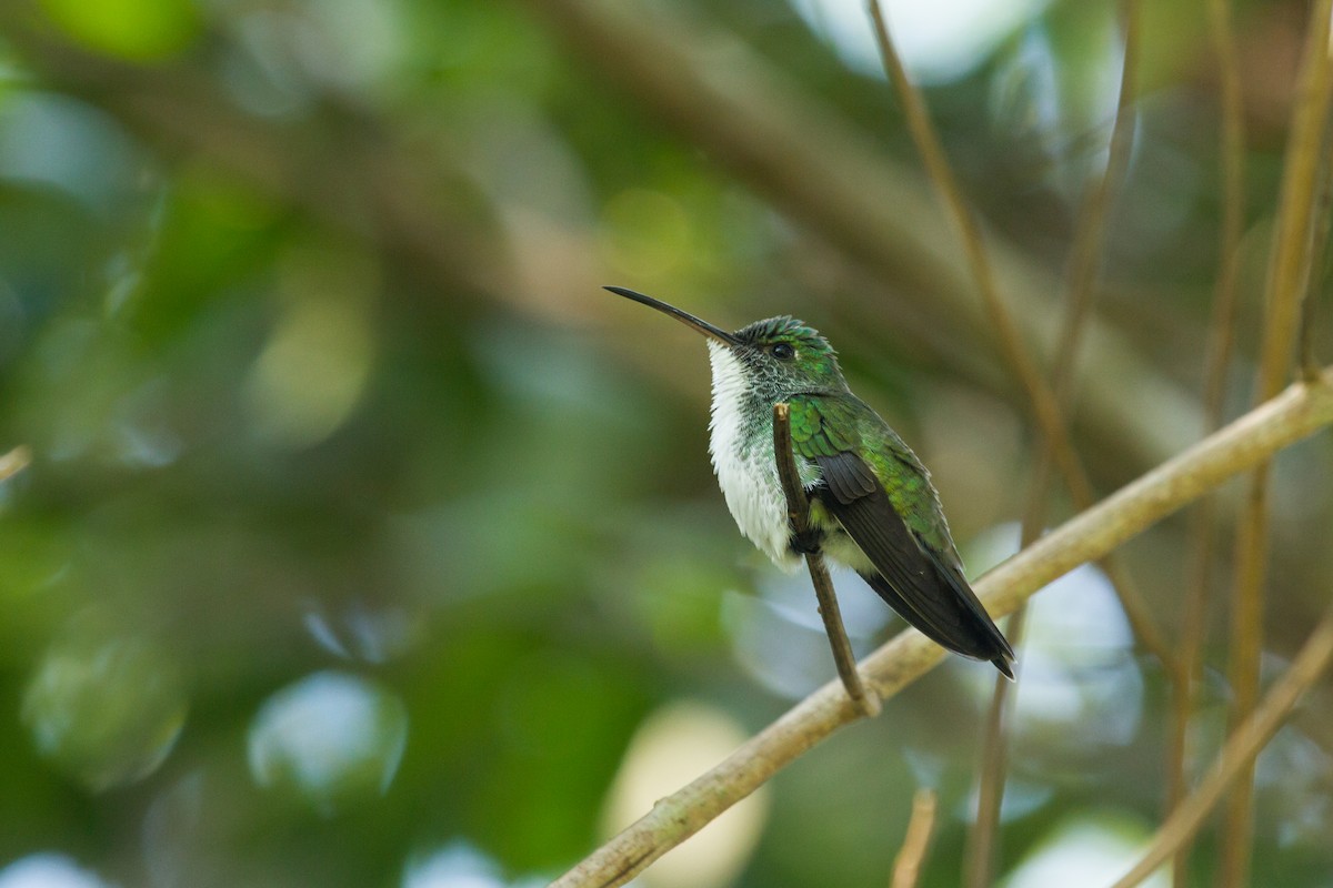 Plain-bellied Emerald - ML222982711