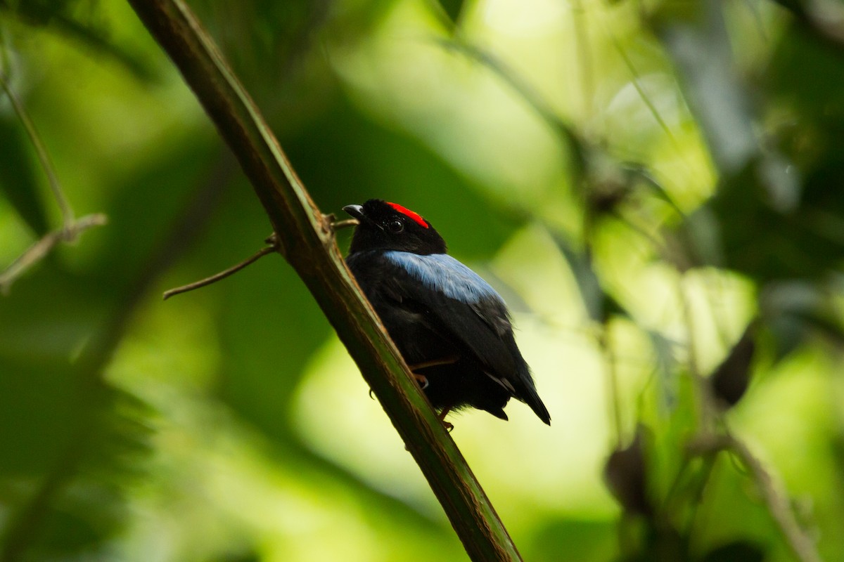 Blue-backed Manakin - ML222983011