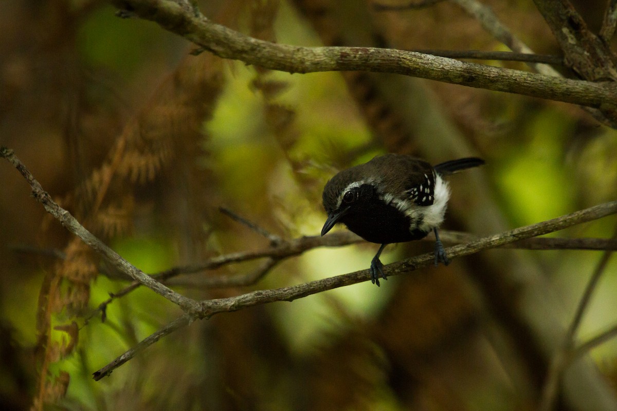 Southern White-fringed Antwren - ML222983091