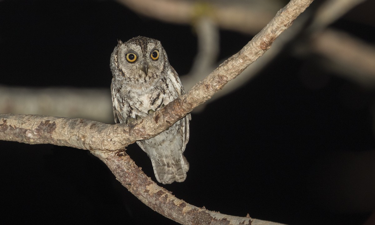 African Scops-Owl - ML222983151