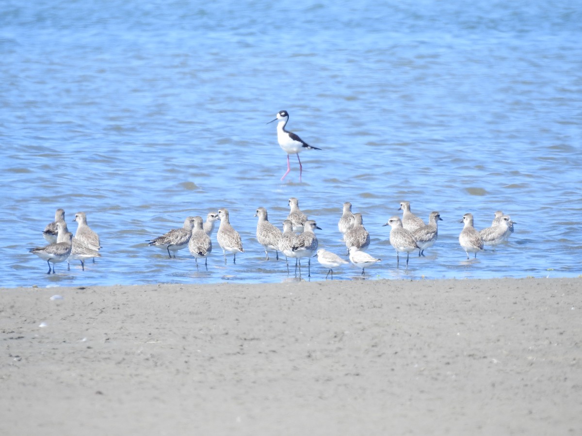 Black-bellied Plover - ML222983171