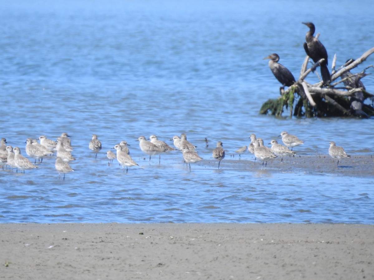 Black-bellied Plover - ML222983211