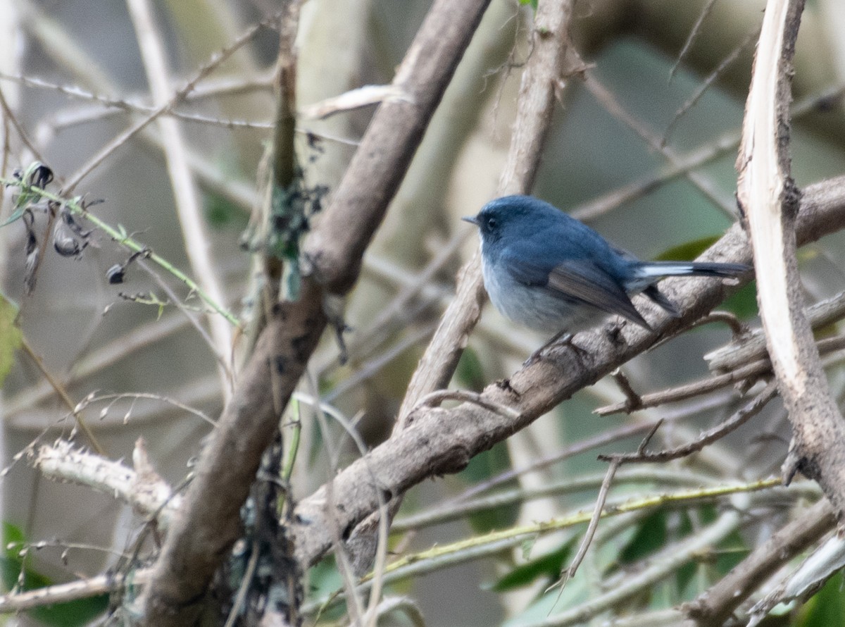 Slaty-blue Flycatcher - John Sterling