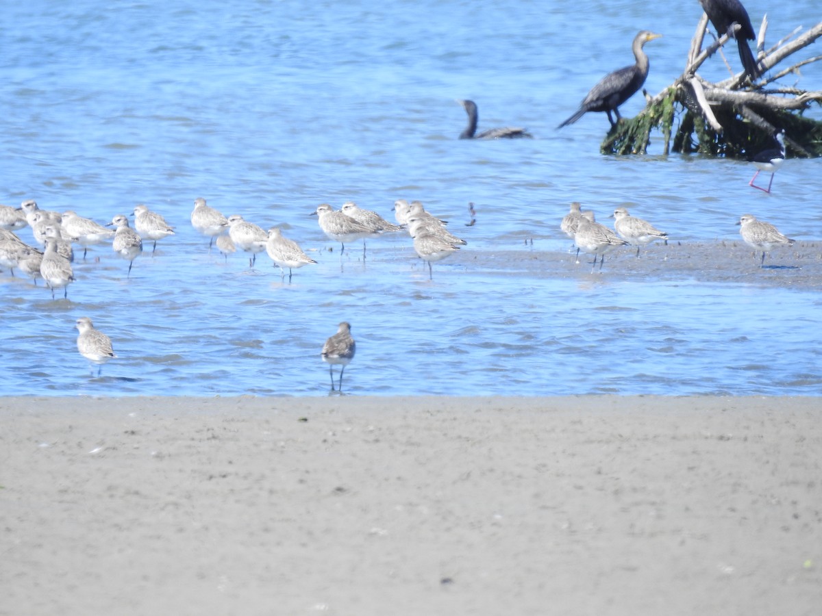 Black-bellied Plover - ML222983311