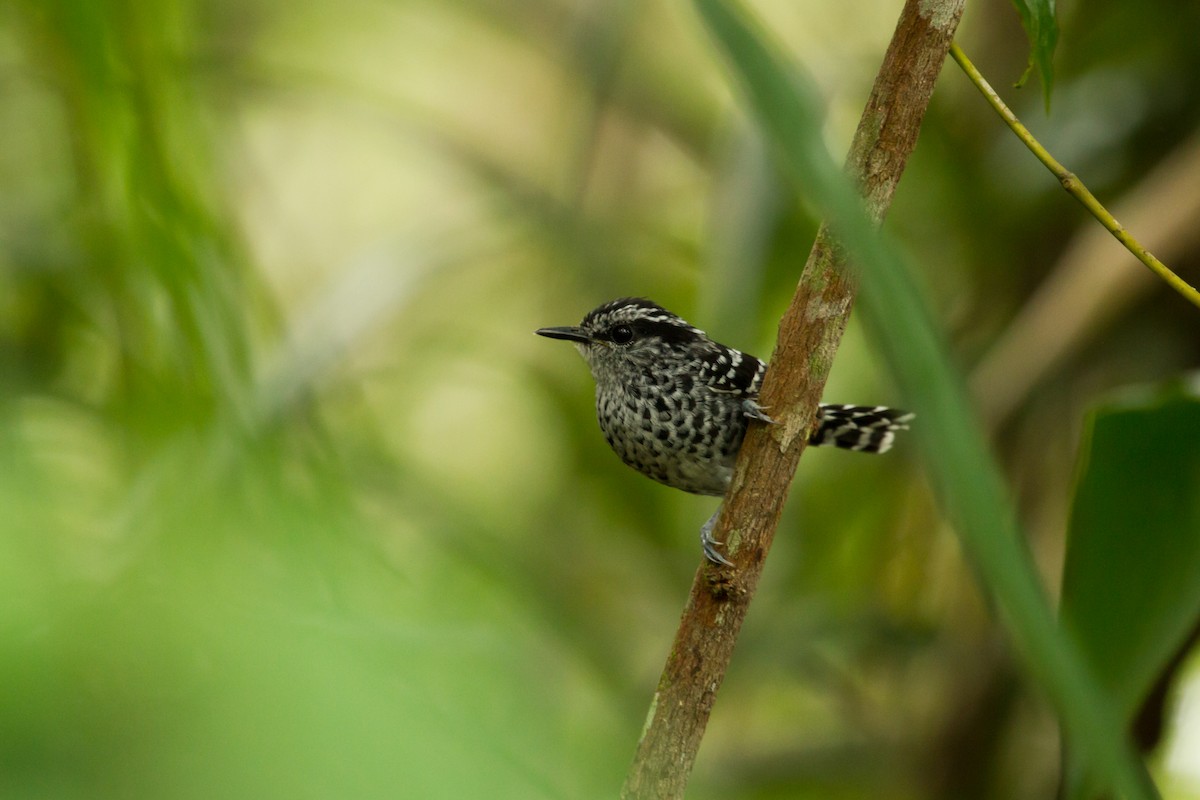 Scaled Antbird - ML222983511