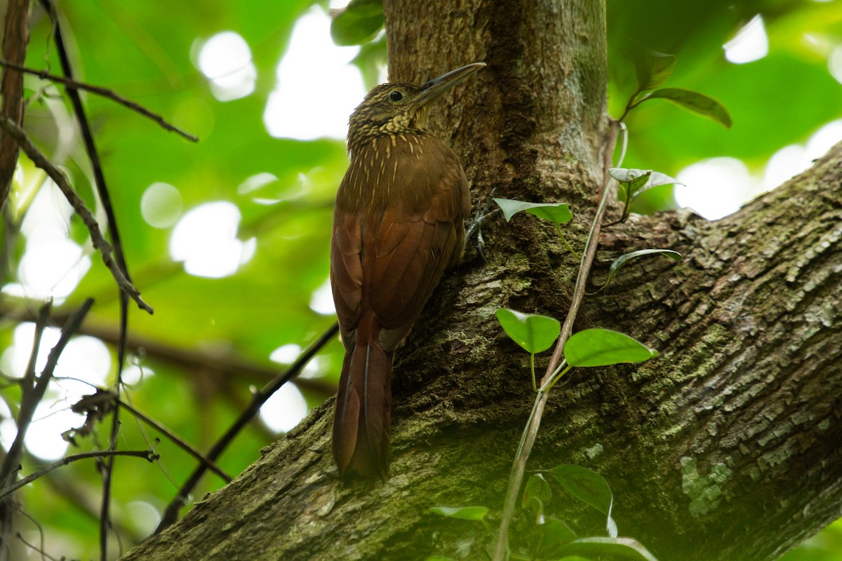 Buff-throated Woodcreeper - ML222983631