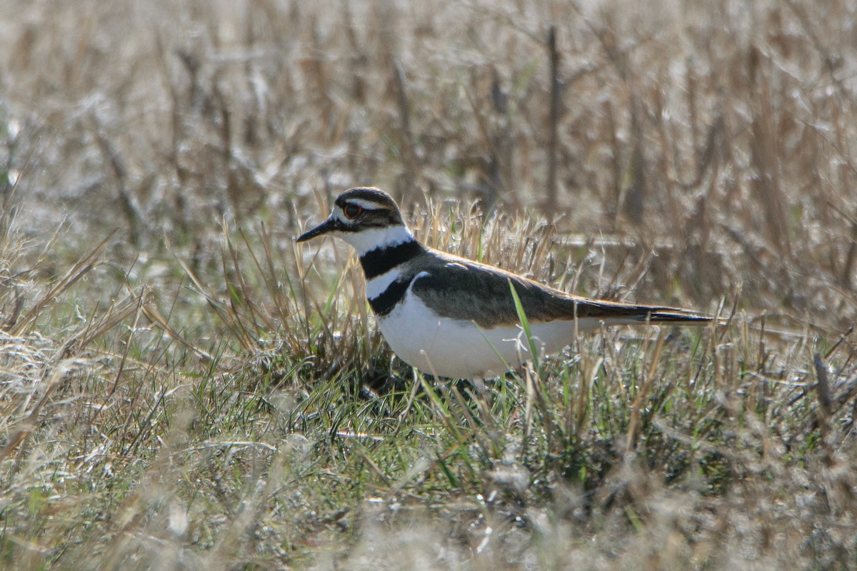 Killdeer - ML222983761