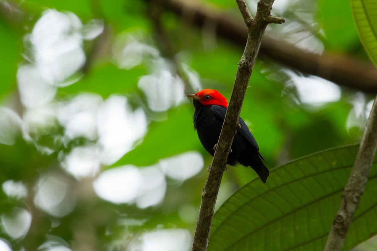 Manakin à tête rouge - ML222983771