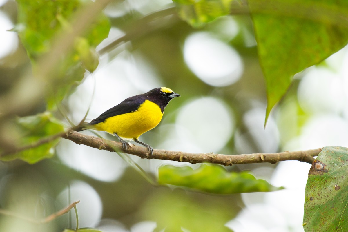 Purple-throated Euphonia - ML222983871