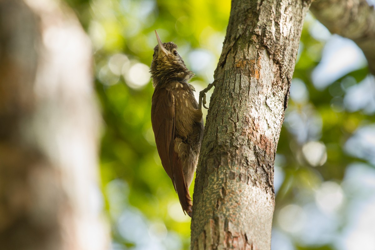 Straight-billed Woodcreeper - ML222984431