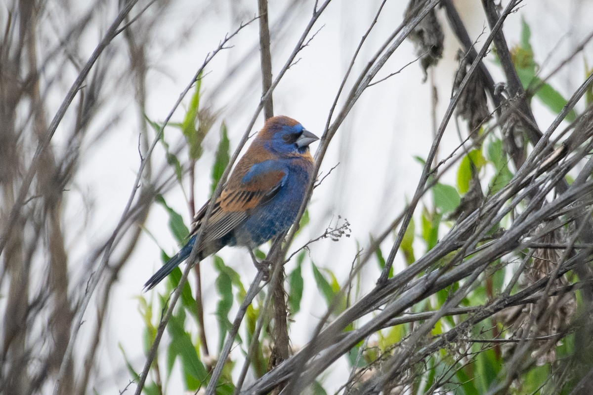 Blue Grosbeak - ML222984481