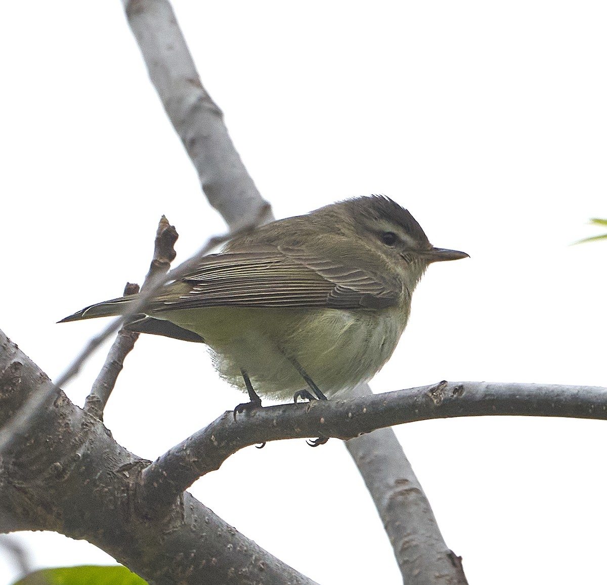 Warbling Vireo - Brooke Miller