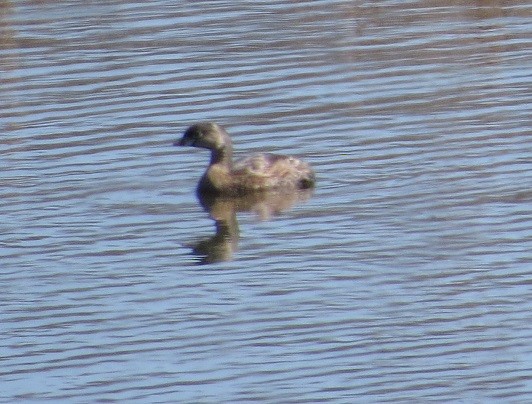 Pied-billed Grebe - ML222986201