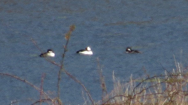 Bufflehead - ML222986211