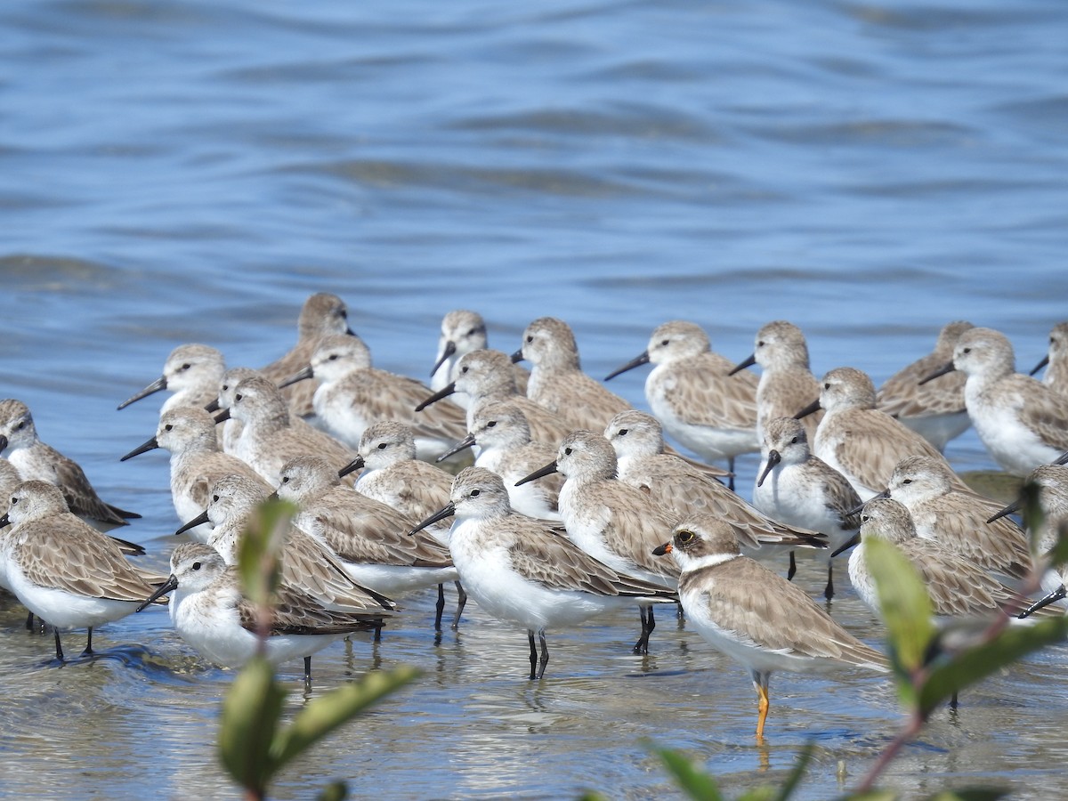 Western Sandpiper - ML222987641