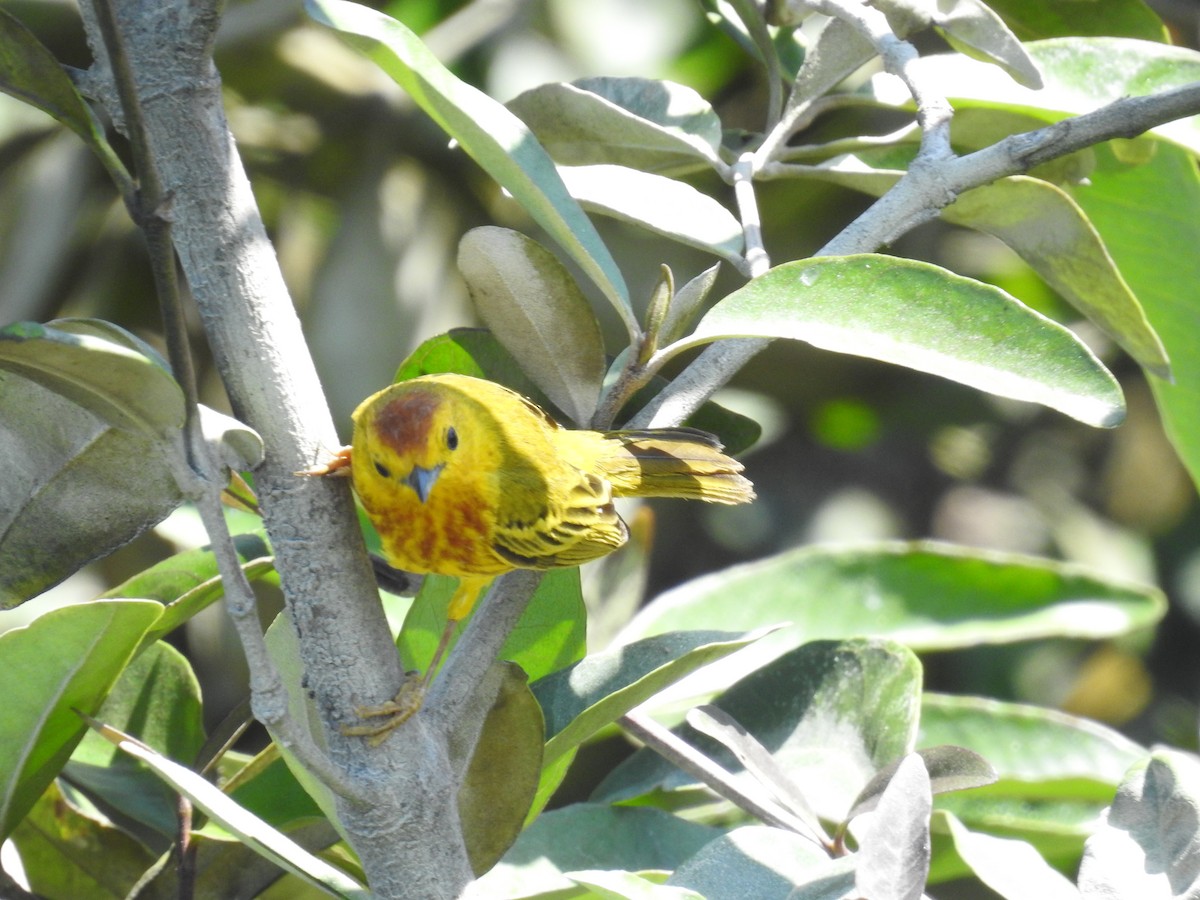 Yellow Warbler - ML222988221