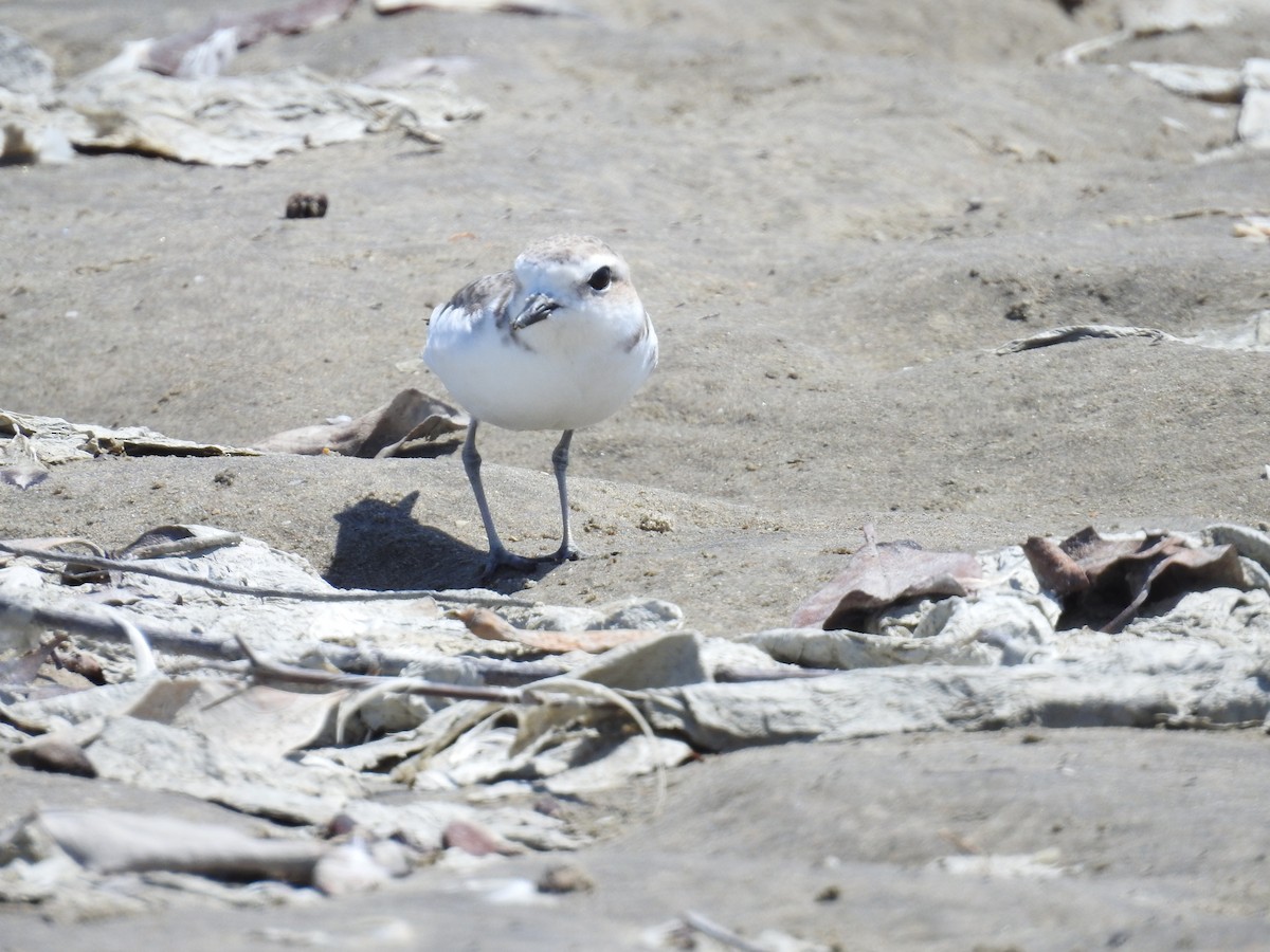 Snowy Plover - ML222988531