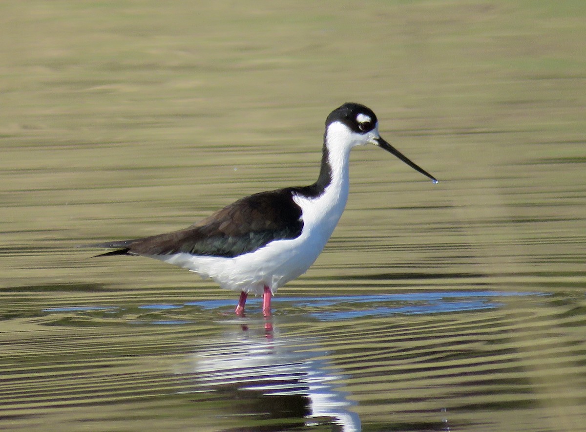 Black-necked Stilt - Nick Swan