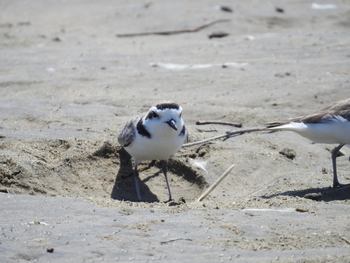 Snowy Plover - ML222988671