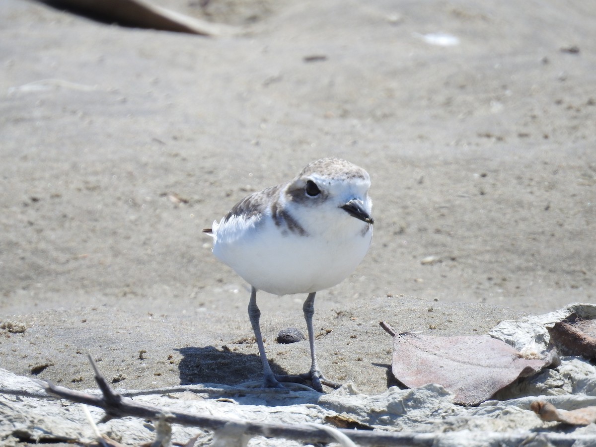 Snowy Plover - ML222988731