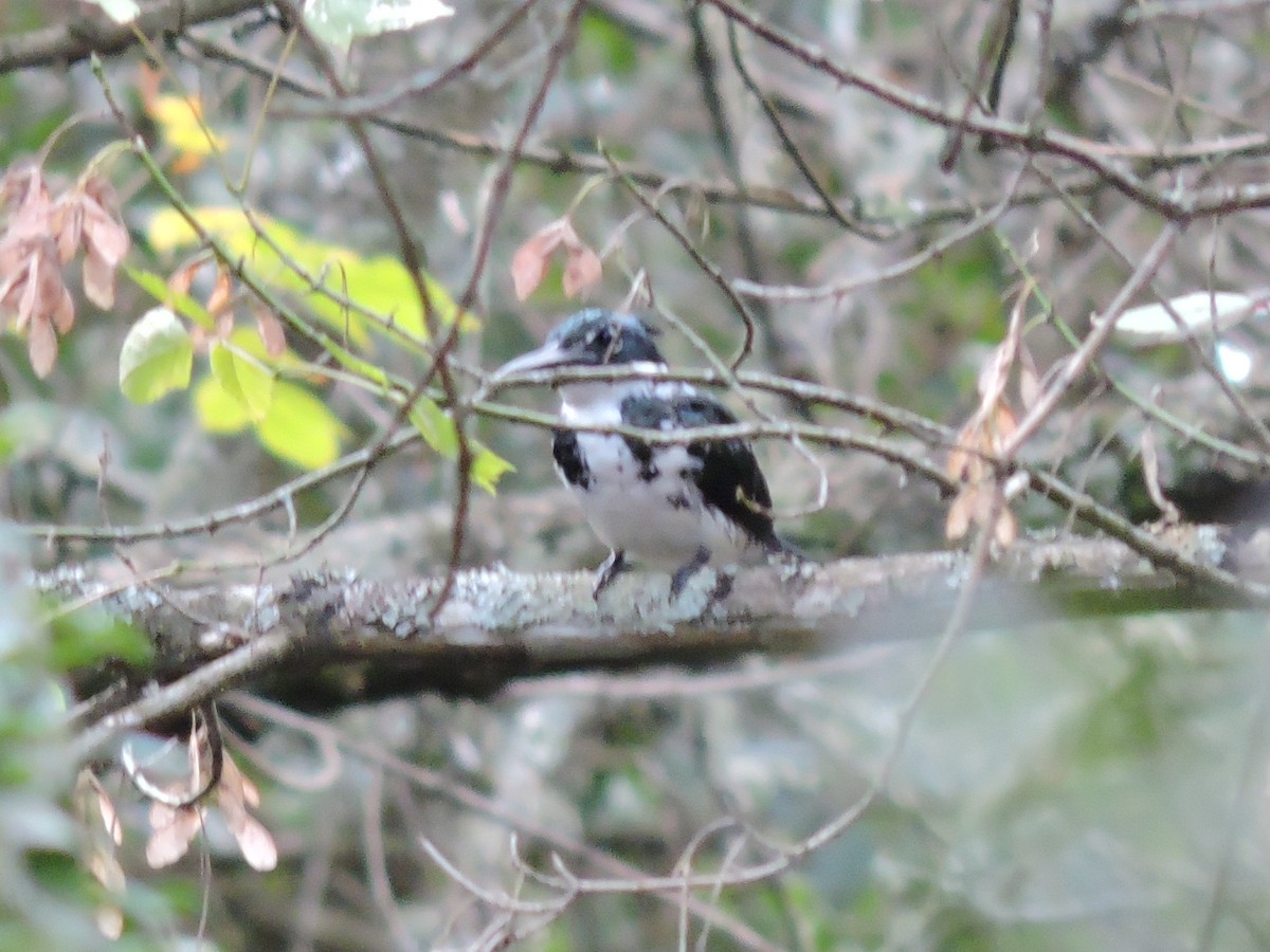 Amazon Kingfisher - ML222989971