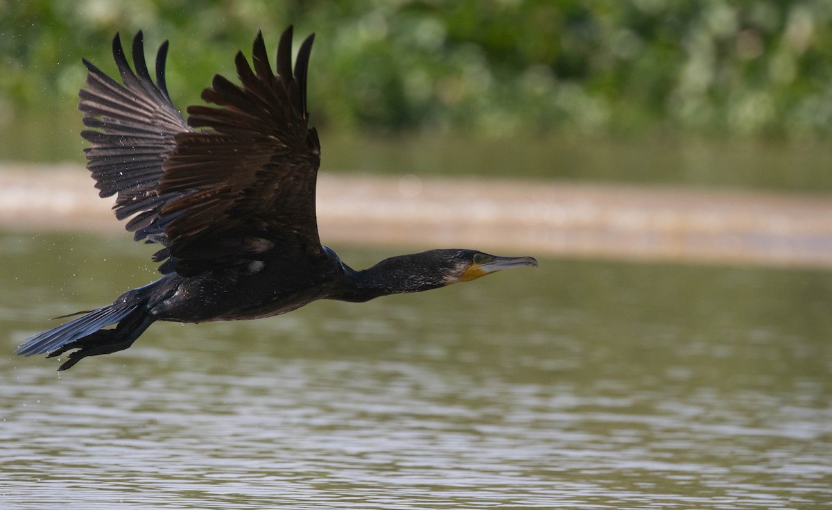 Great Cormorant - Doug Gochfeld