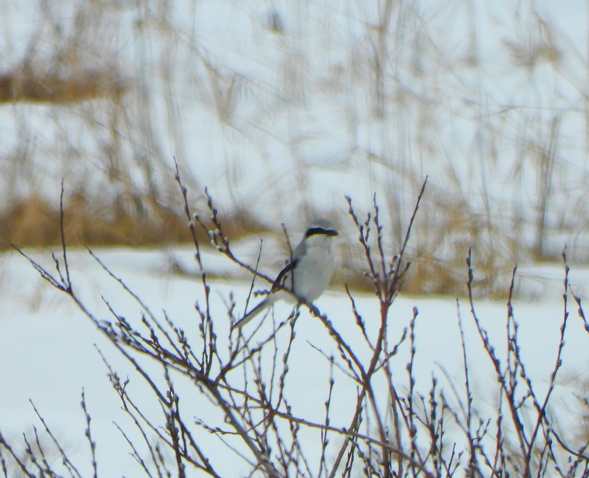 Умардын дунхай - ML222991501