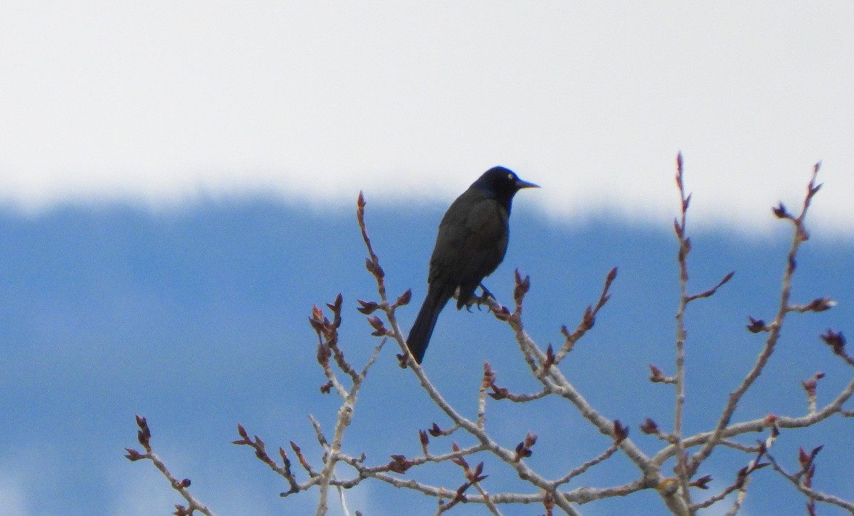 Common Grackle - ML222991591