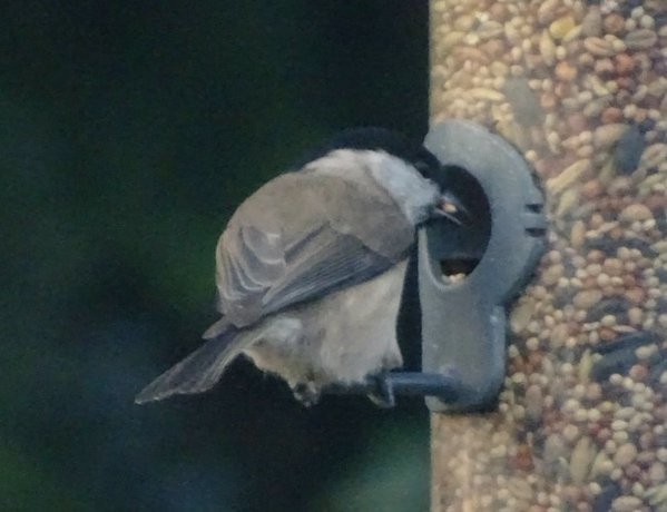 Marsh Tit - ML22299311