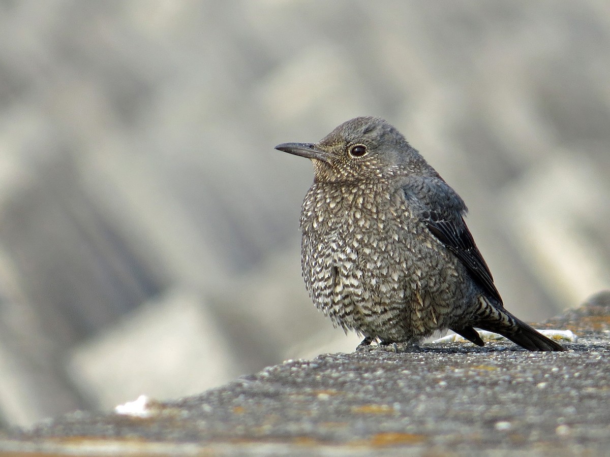 Blue Rock-Thrush - ML222994021