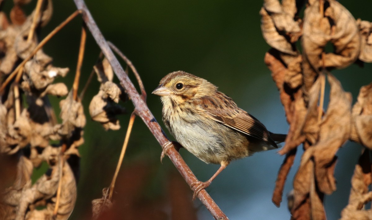 Song Sparrow (melodia/atlantica) - Jay McGowan