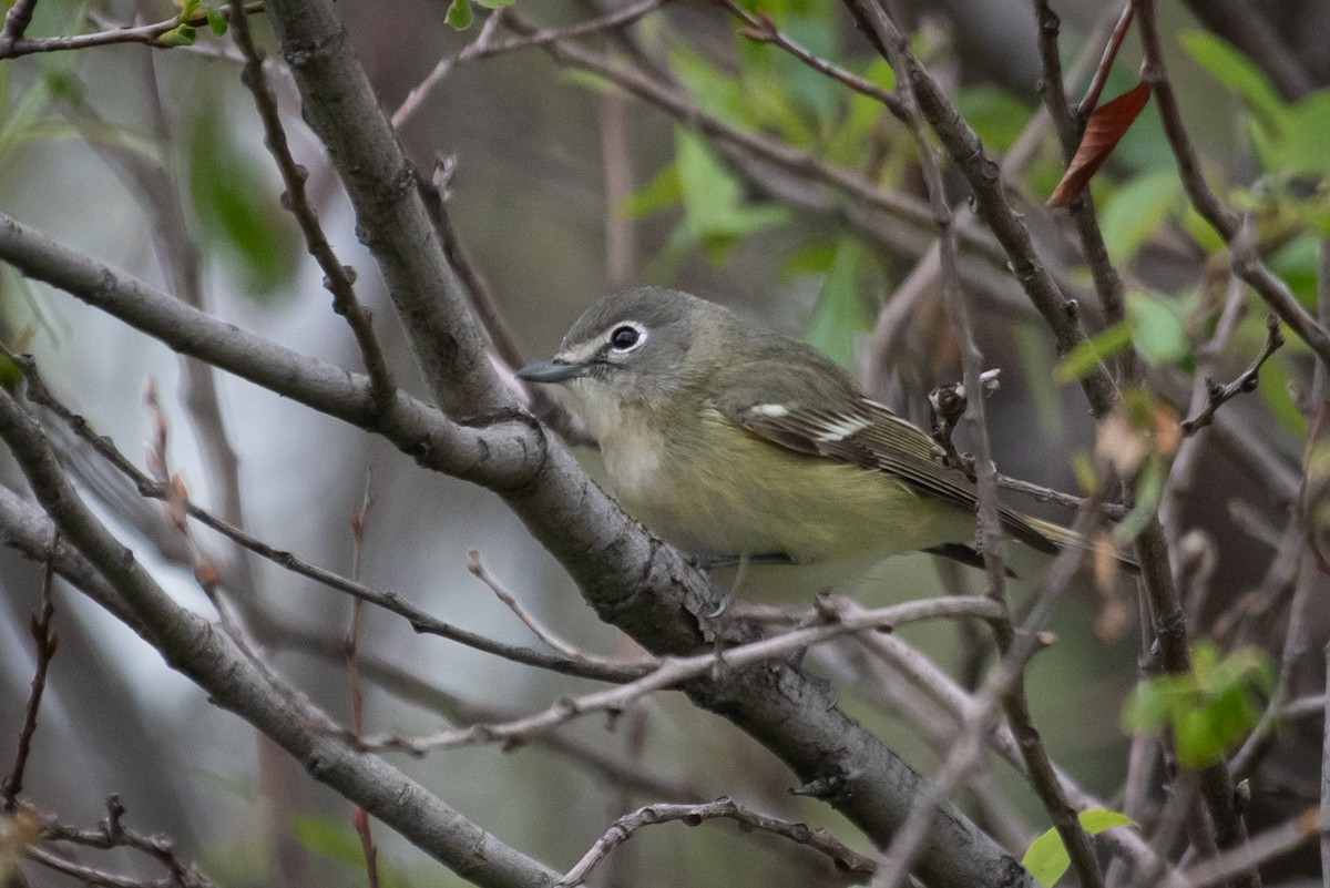 Cassin's Vireo - Adam Jackson