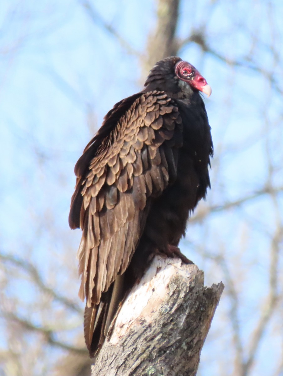 Turkey Vulture - ML222996991