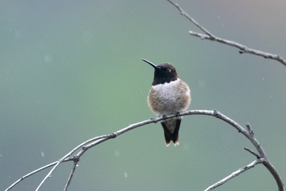 Black-chinned Hummingbird - ML222997231