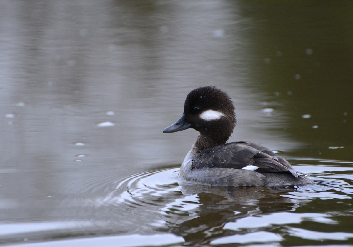 Bufflehead - Bridget Spencer