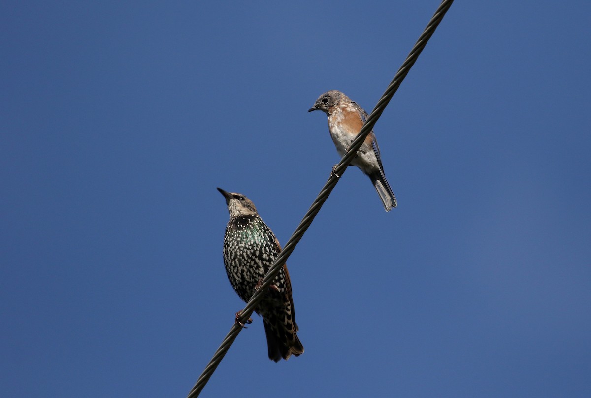 Eastern Bluebird - ML222999551