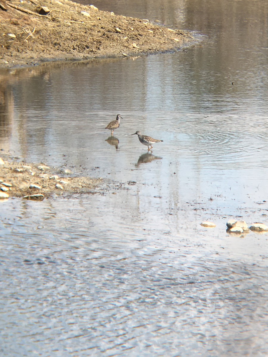 Lesser Yellowlegs - Alexander Garner