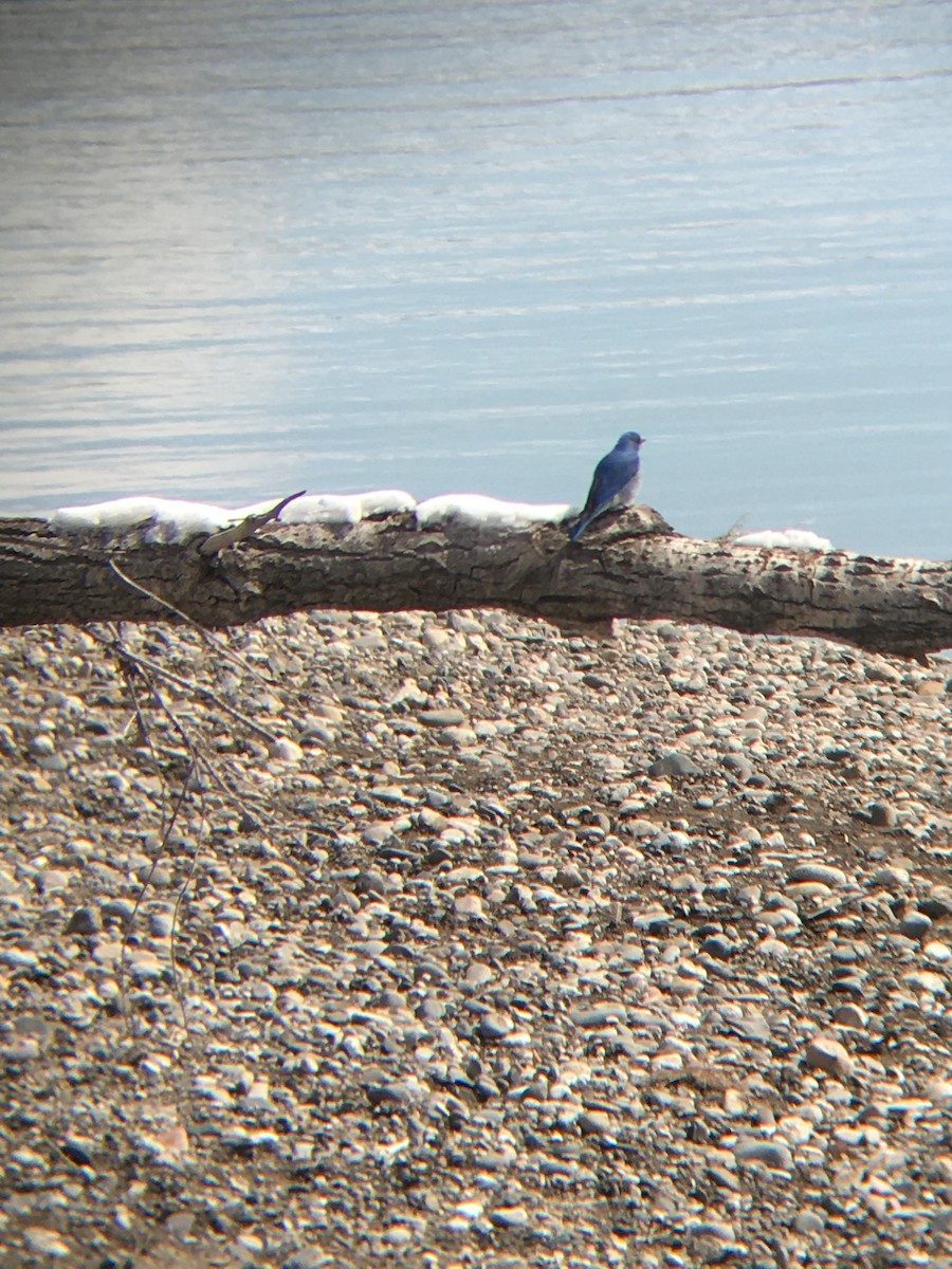 Mountain Bluebird - ML223001611