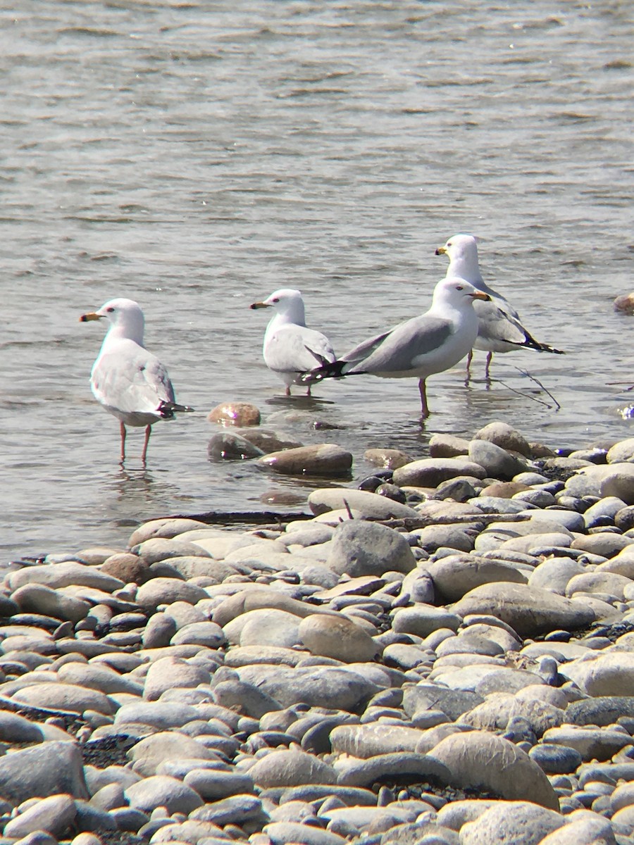 Ring-billed Gull - ML223001691