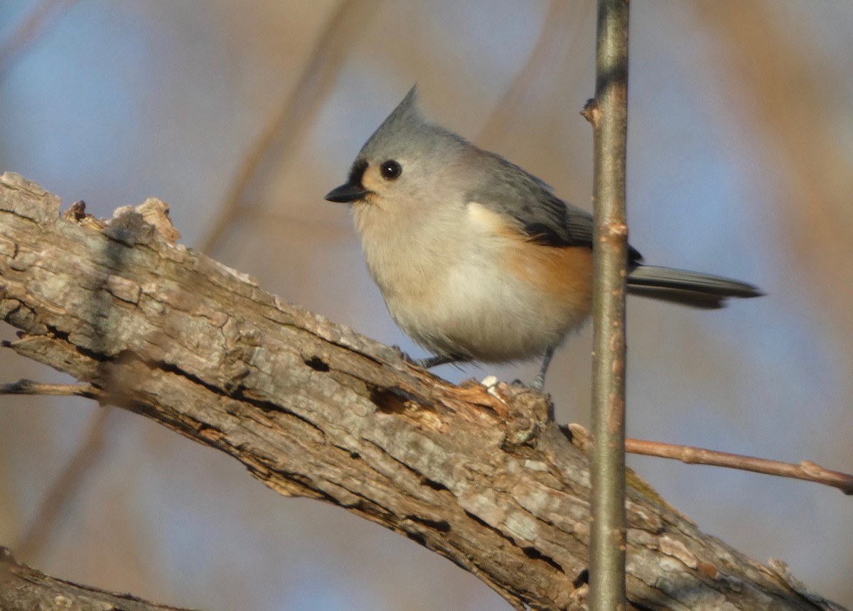 Tufted Titmouse - Mary  McMahon