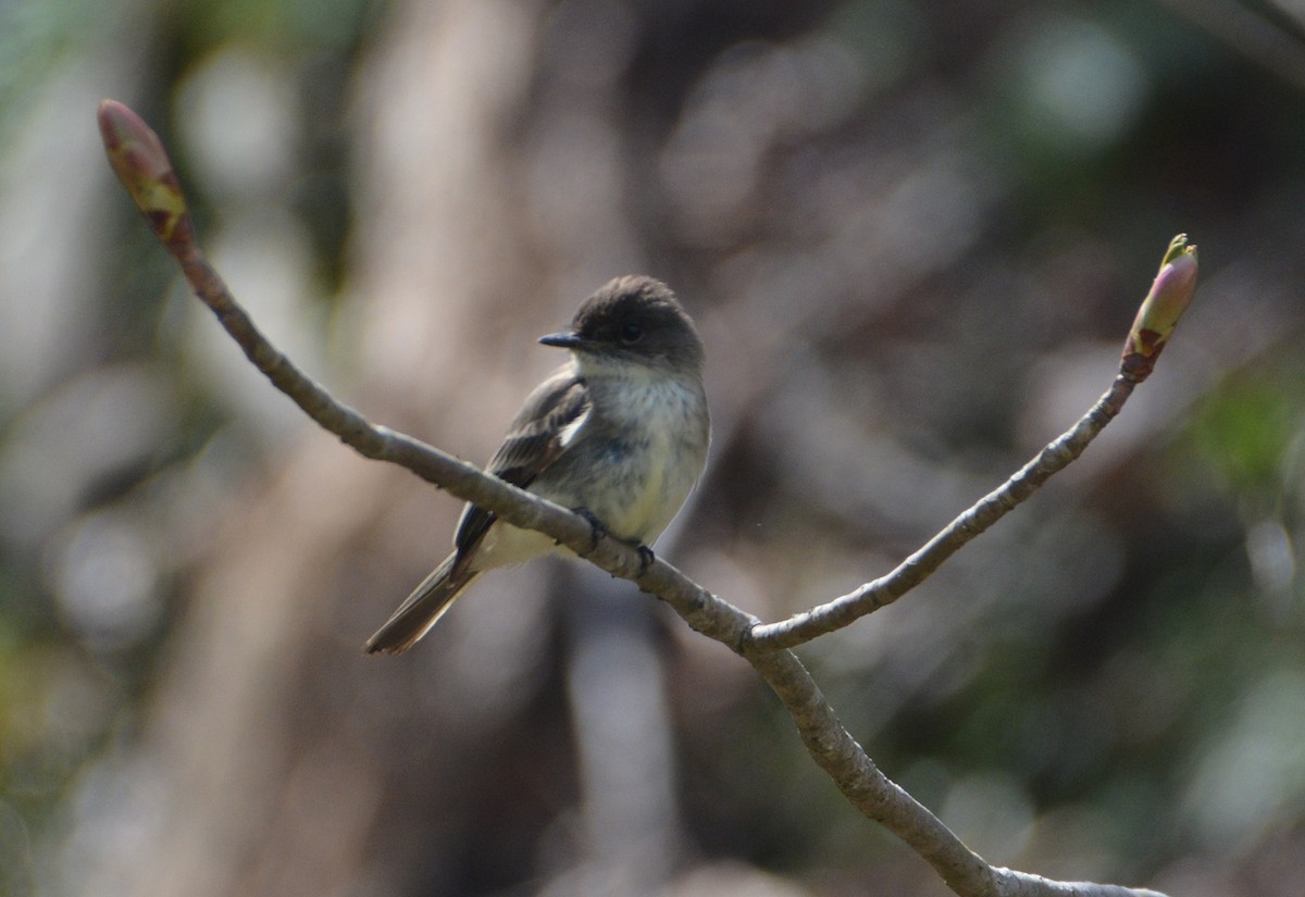 Eastern Phoebe - ML223004371