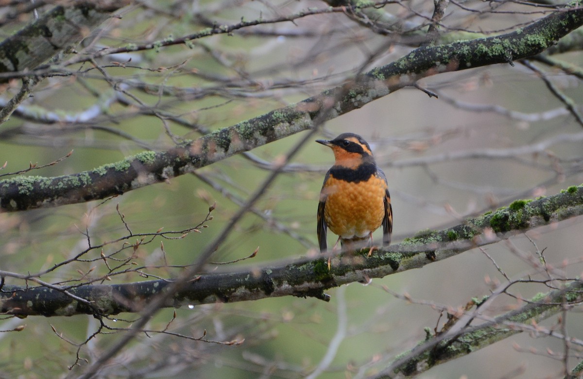 Varied Thrush - ML22300441