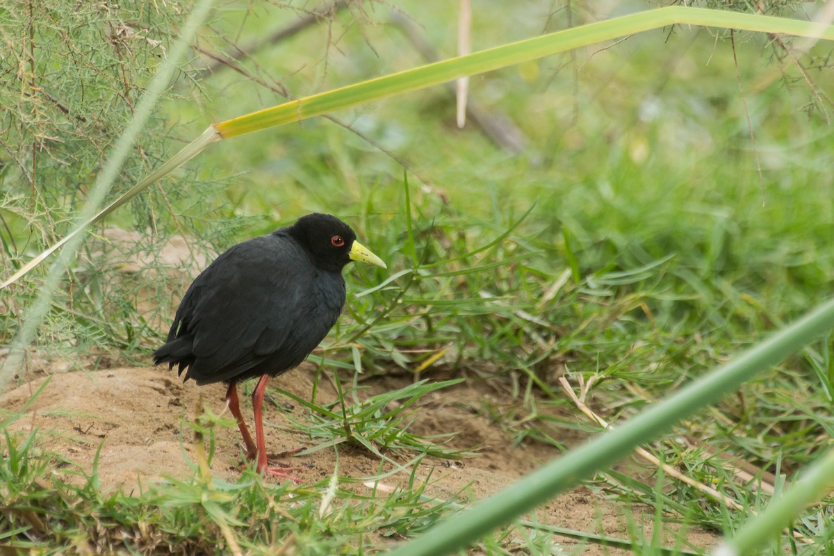 Black Crake - Priska Rüegg