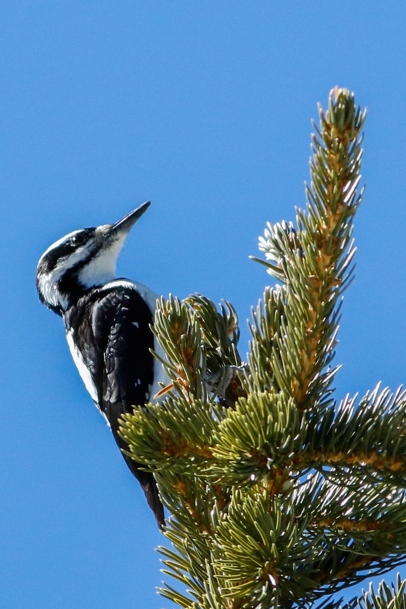 Hairy Woodpecker (Rocky Mts.) - ML223005081