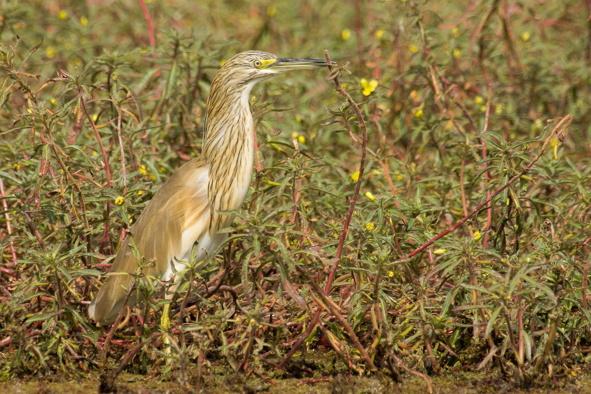 Squacco Heron - ML223005201