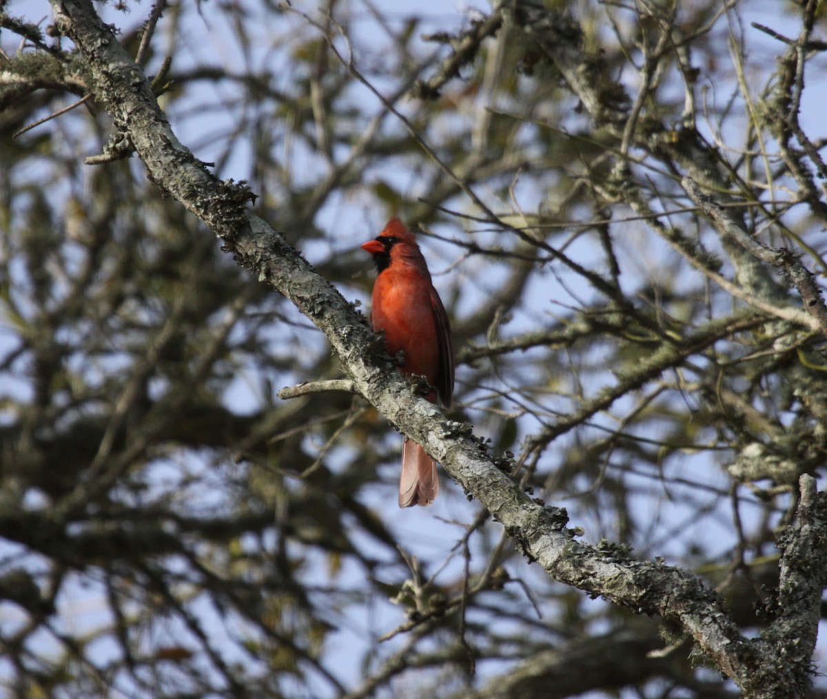 Northern Cardinal - ML223005481