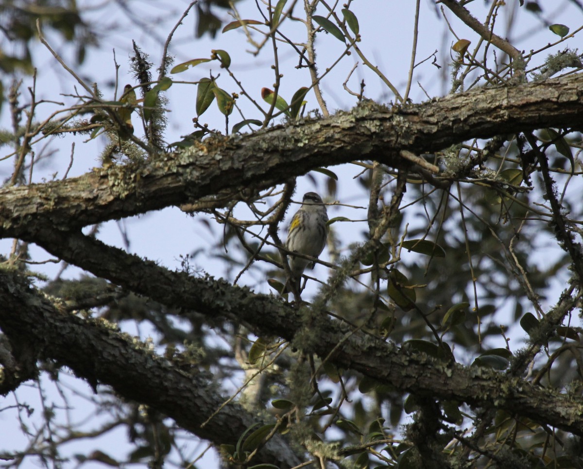 Yellow-rumped Warbler - ML223005821