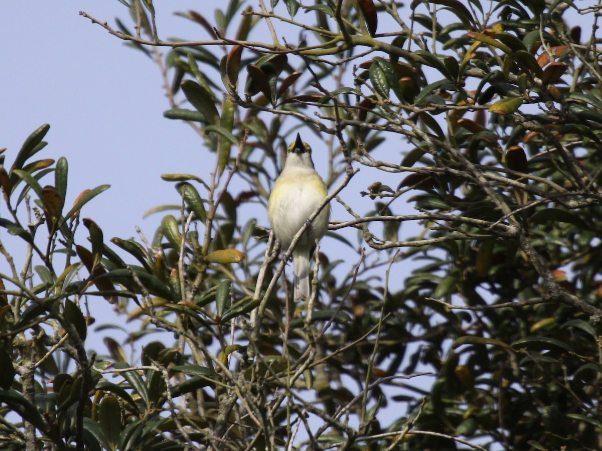 Ak Gözlü Vireo - ML223006141