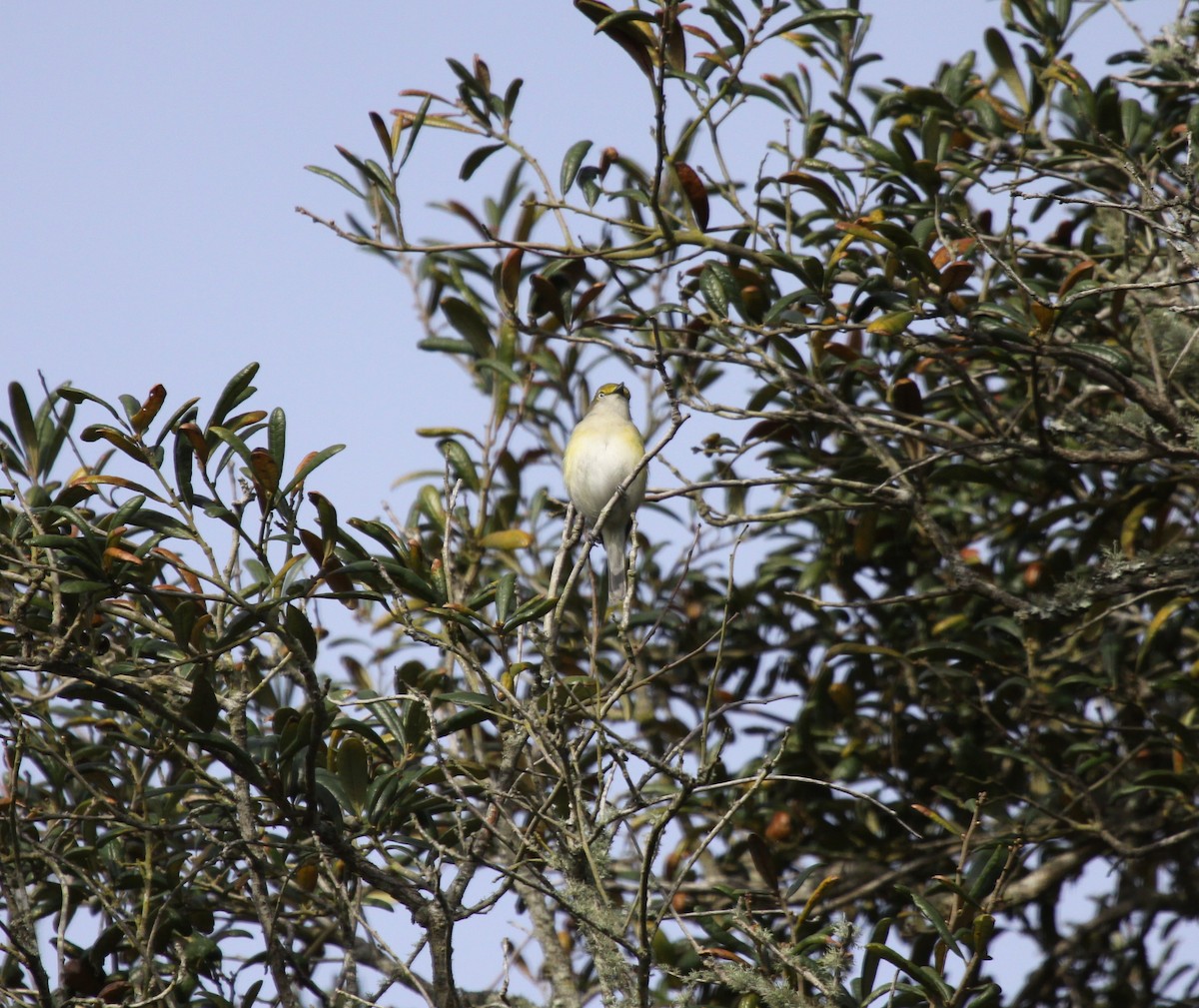 Ak Gözlü Vireo - ML223006151